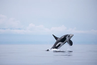 Killer Whale Fish Latest HD Wallpapers 2013