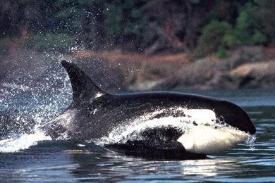 Killer Whale At DesktopWallpapers.net