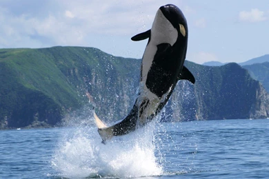 Killer Whale Wallpapers