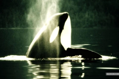 Killer Whale Wallpapers   Wallpapers Cave