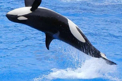 Killer Whale Wallpapers