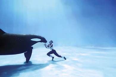 Orca Killer Whale HD Wallpapers Download