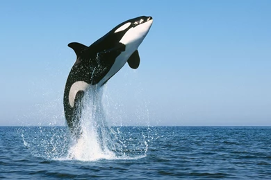 Killer Whale Photos