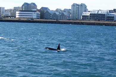 Orca...   Orca   The Killer Whale Wallpapers (1913915)   Fanpop