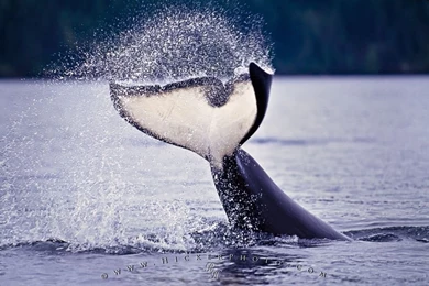 Killer Whale Pictures