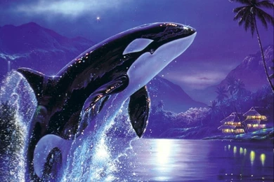 Orca Killer Whale HD Wallpapers Download