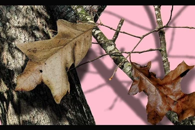 878880 Pink Camo Mossy Oak Wallpapers Border