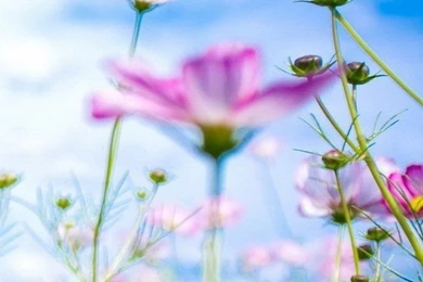 100 HD Phone Wallpapers For All Screen Sizes