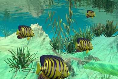 Free Pictures Fish Tank Wallpaper: 3D By Free Download Best HD ...