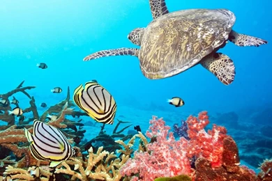 Beautiful Winter Night Wallpapers