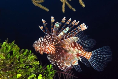 Beautiful Wallpapers: Beautiful Fish Wallpapers