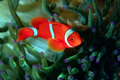 Beautiful Fish Wallpapers Desktop 4213 Hd Wallpapers