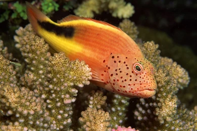 Beautiful Mist Wallpapers Hd (42)