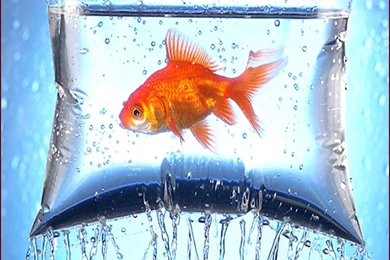 Beautiful Fish Wallpapers HD