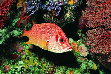 Lotus Flowers Wallpapers HD