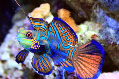Beautiful Fish