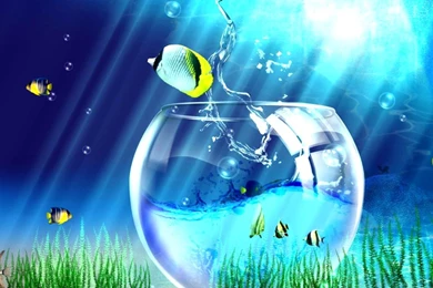 Animated Wallpapers For Vista Free Download Beautiful Fish Photos ...