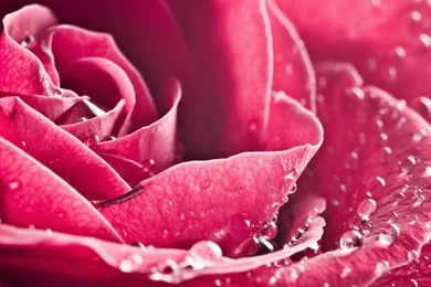 Hot Pink Flower Wallpapers HD 1920x1080