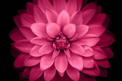 PINK FLOWER ON BLACK IPHONE WALLPAPER BACKGROUND