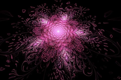 Bright Pink Fractal Flower Wallpapers