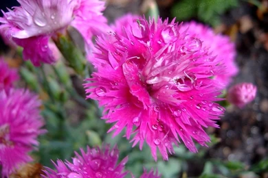 Dark Pink Flower Wallpapers