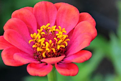 Hot Pink Flower By Laceriselolita On DeviantArt