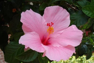 Hibiscus Flower   Desktop Wallpapers