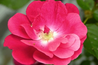 Pictures Of Pink Flowers   Wallpapers High Definition