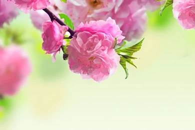 Spring iPad Wallpapers