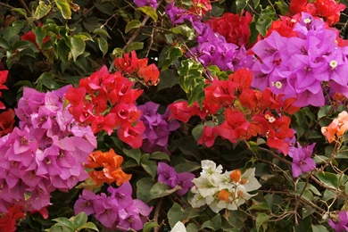 Bougainvillea multicolor dsc02267 hdtv.jpg