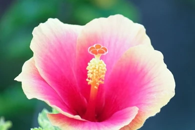 Flowers iPad Wallpapers