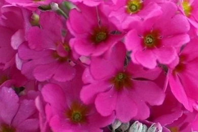 Bouquet iPhone 6 Wallpapers