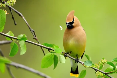 Download Wallpapers 2560x1600 Bird, Summer, Color, Cute, Branch ...