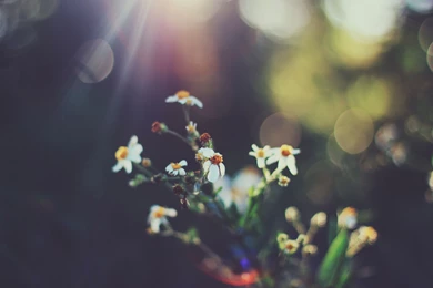 Xubuntu Reveals 14.04 Wallpapers Contest Winners OMG! Ubuntu!