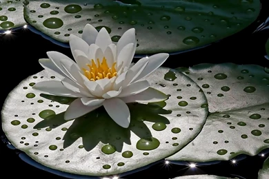 Water Drops Lilly Wallpapers