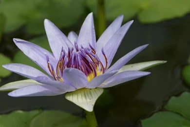 1920x1200 Beautiful Lilly Desktop PC And Mac Wallpapers