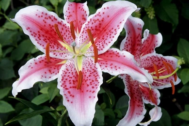 Lilly Wallpapers   Wallpapers