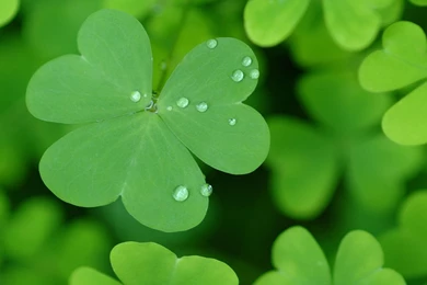 Day Saint Patricks Day Wallpapers Saint Patricks Day Cards