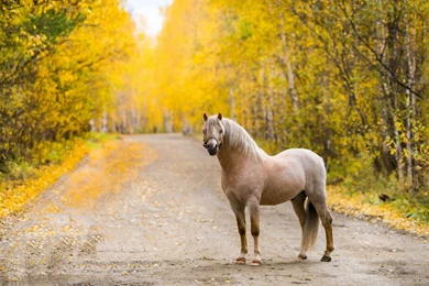 Horse Wallpapers HD Pictures