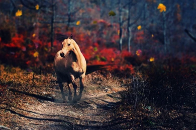 Horse Computer Wallpapers, Desktop Backgrounds