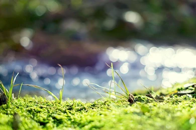 Elementarian Wallpapers Download   LME Linux