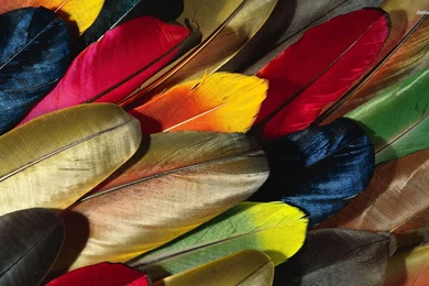 Colorful Feathers Wallpapers   Artistic Wallpapers