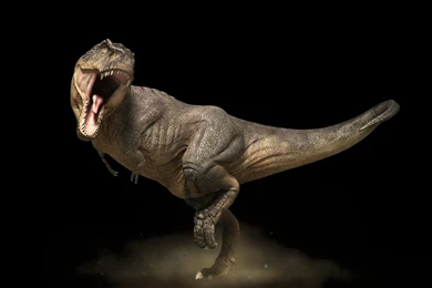 Pictures > Dinosaur Full Hd Wallpapers