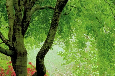 Download 1366x768 Green Tree Artistic Wallpapers