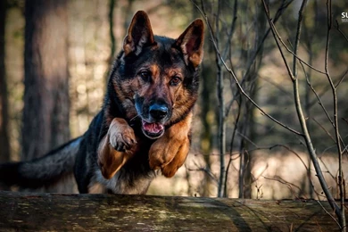 Jumping German Shepherd Wallpapers   Animal Wallpapers
