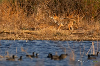 9th Page Of Desktop, Wildlife Wallpapers / Nature Wallpapers