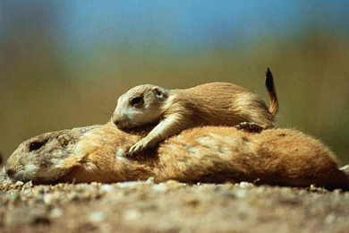 Wildlife Animals Wild Animal Wallpapers 1024x768 NO.32 Desktop ...