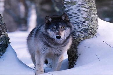 Wildlife Desktop Wallpapers   , New Wallpapers, New Wallpapers