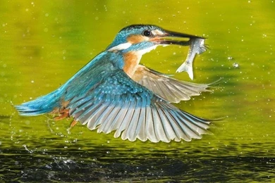 Birds,wildlife Birds Wildlife Kingfisher 1920x1200 Wallpapers ...