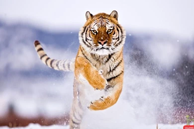 Wildlife Wallpapers Hd For Desktop 37 Cool Wallpapers   Hdnaturewall.com